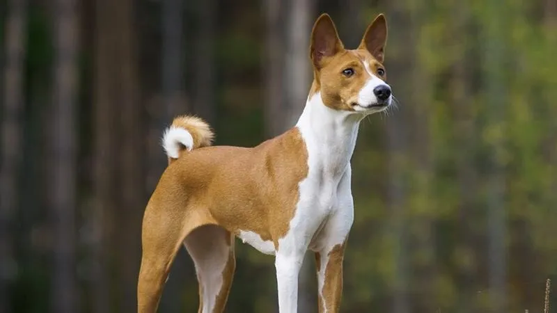 Basenji – pies, który nie szczeka, ale ma wiele do powiedzenia