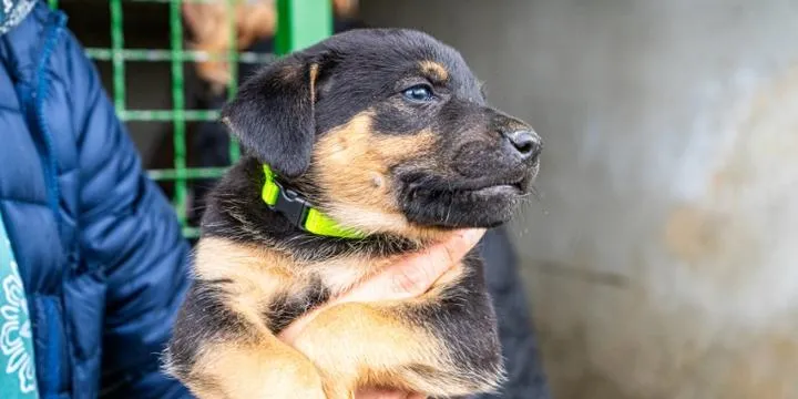 Bezpieczne sposoby na pomoc zabłąkanym psom – jak nie narażać się na zagrożenie?