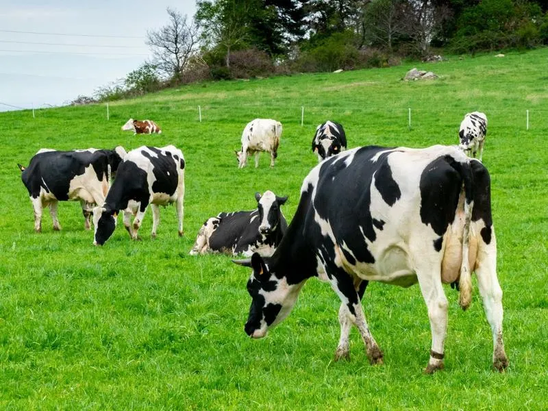Ciekawe zwierzęta, które człowiek wyprostowany hodował przez wieki
