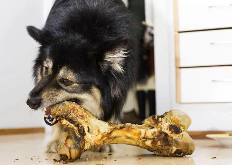 Co robić, gdy pies połknął kość? Ważne wskazówki dla właścicieli