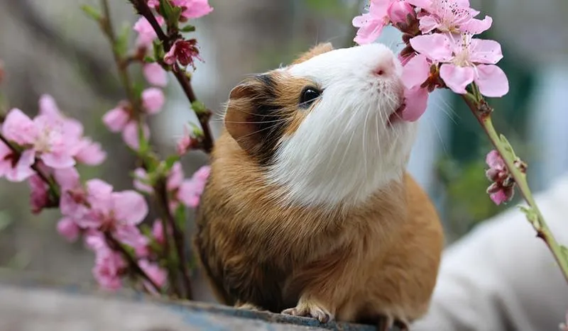 Co tak naprawdę oznacza mruczenie świnki morskiej? Odkryj tajemnice jej dźwięków!