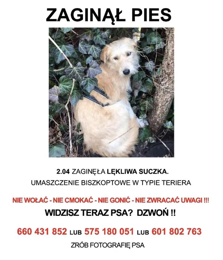 Co zrobić, gdy zagubiony pies zniknie – gdzie zgłosić jego poszukiwania?