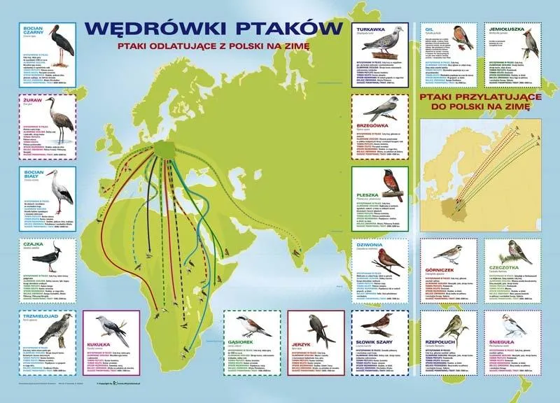 Cudowne ptaki, które migrują – odkryj fascynujący świat ich wędrówek