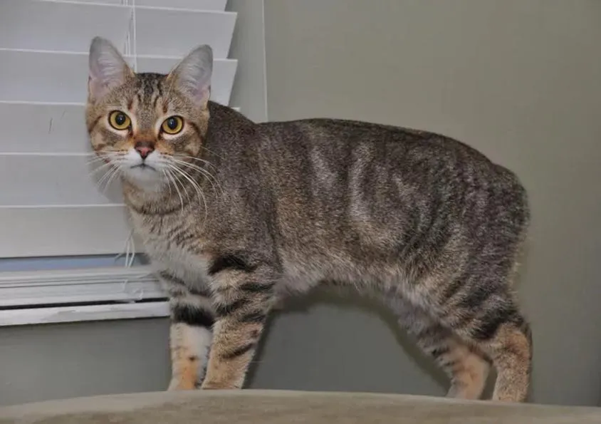 Czego brakuje kotom rasy Manx? Odkrywamy ich unikalne cechy