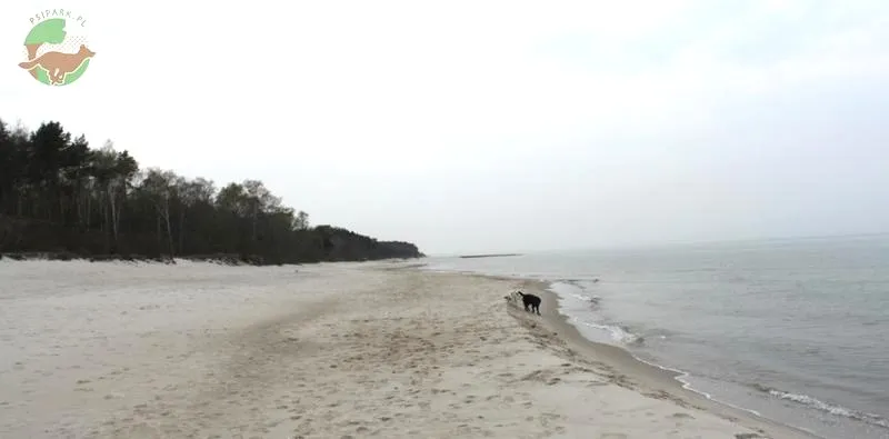 Czy na plażę można z psem? Sprawdź, gdzie czworonogi są mile widziane!