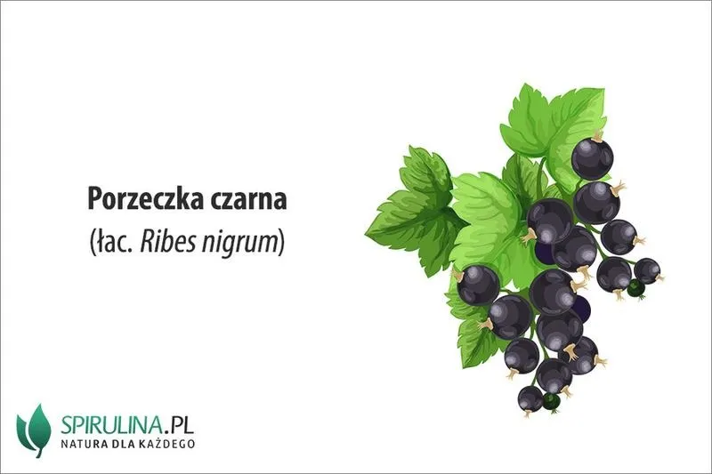 Czy pies może jeść czarną porzeczkę? Sprawdź, co mówi weterynaria!