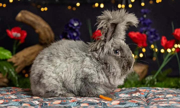 Czy pomór królików wpływa na bezpieczeństwo jedzenia ich mięsa?