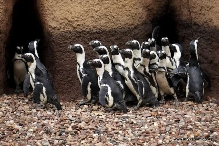Czy we wrocławskim zoo można zobaczyć pingwiny?