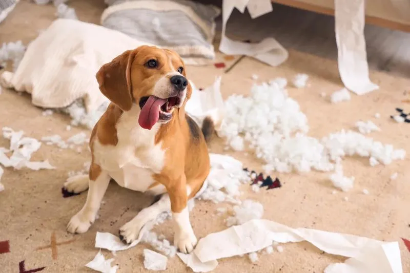 Dlaczego twój pies sika, gdy zostaje sam w domu?