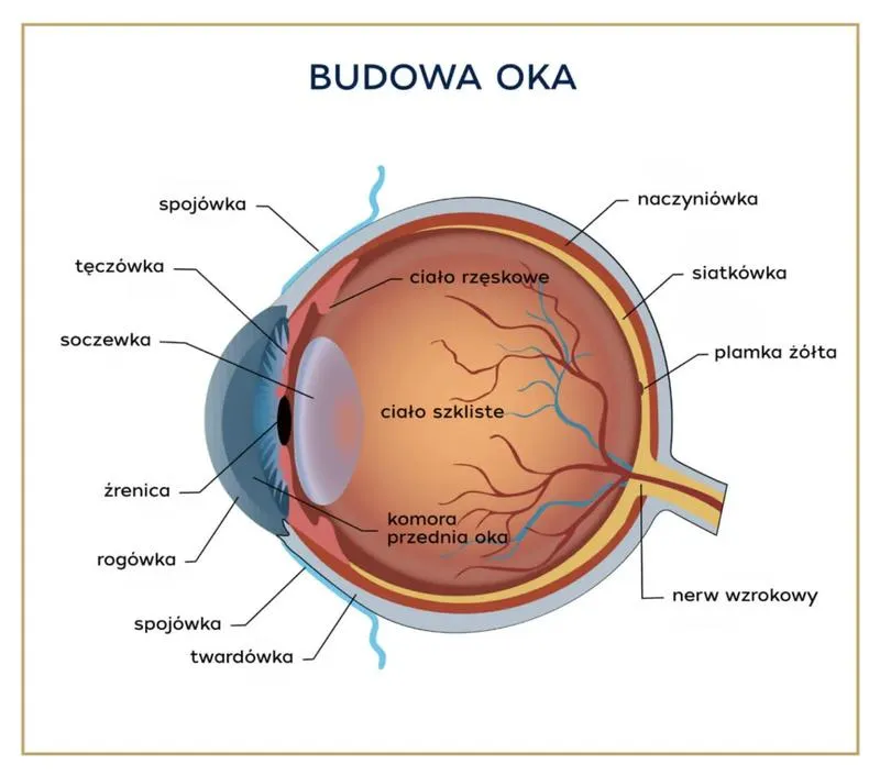 Dlaczego w nocy zwierzętom świecą się oczy? Odkrywamy tajemnice ich narządu wzroku