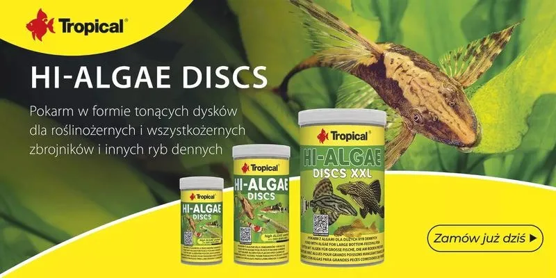 Dlaczego zdychają rybki w akwarium? Odkryj przyczyny tego problemu