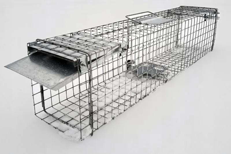 Gdzie kupić skuteczną żywołapkę na myszy? Sprawdź nasze porady!