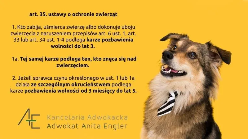 Gdzie można zgłosić znęcanie się nad zwierzętami? Sprawdź, jak pomóc potrzebującym czworonogom!