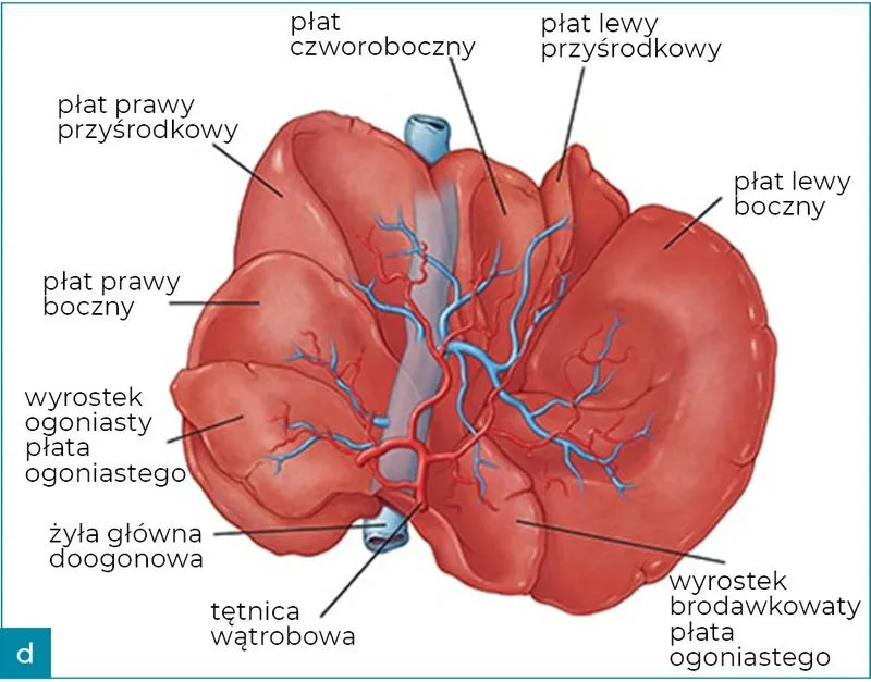 Gdzie pies ma wątrobę? Odkryj jej tajemnice!
