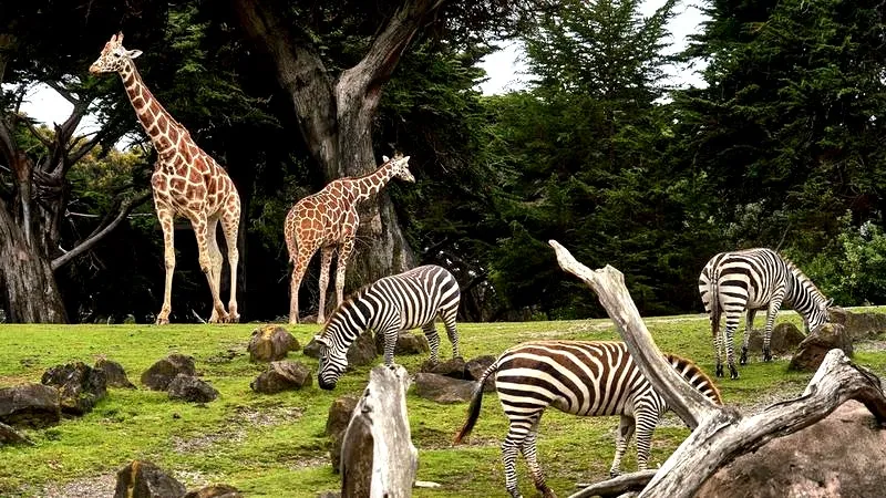 Ile czasu warto poświęcić na wizytę w zoo w Poznaniu?