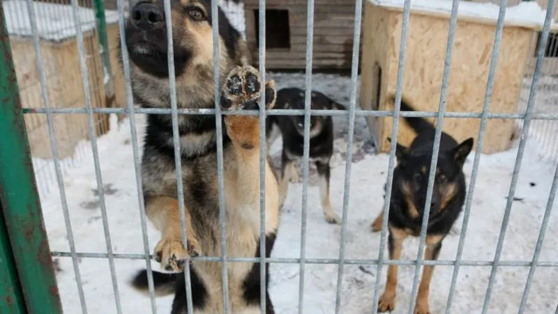 Ile naprawdę można zarobić w schronisku dla zwierząt?