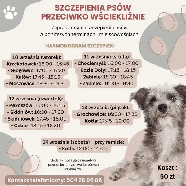 Ile razy szczepi się psa? Przewodnik po szczepieniach dla czworonogów