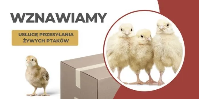 Jak bezpiecznie i wygodnie wysłać ptaki kurierem?