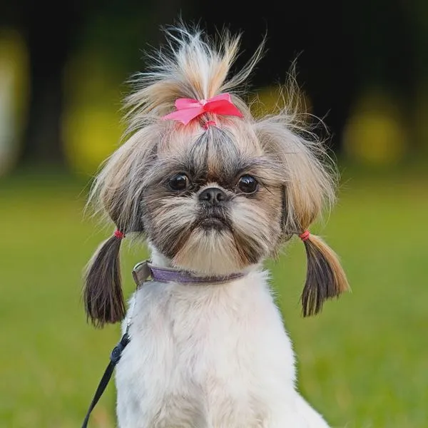 Jak długo żyją psy rasy shih tzu i co wpływa na ich długość życia?