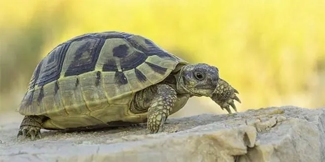 Jak długo żyje żółw grecki w domowych warunkach?