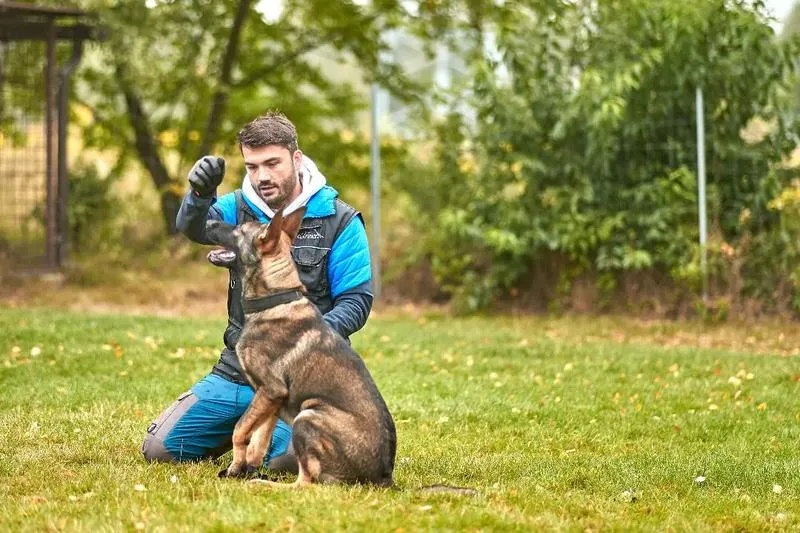 Jak długo trwa skuteczna tresura psa? Oto, co musisz wiedzieć!