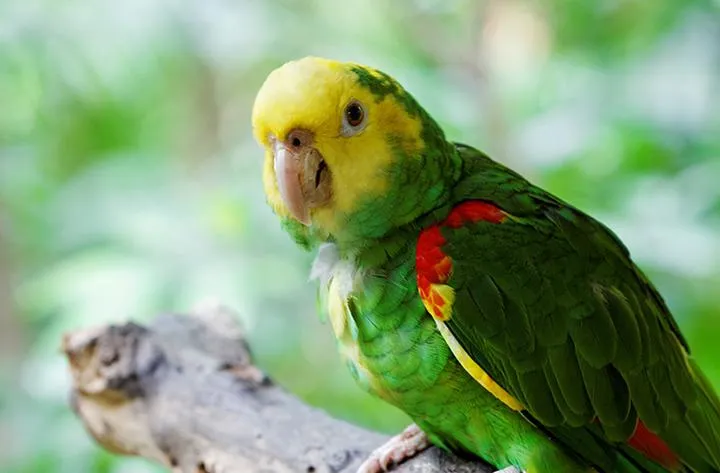 Jak długo żyje papuga amazonka? Oto odpowiedzi, które zaskoczą każdego miłośnika ptaków!