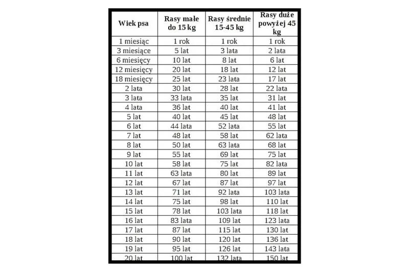 Jak obliczyć wiek psa? Praktyczna tabela dla właścicieli czworonogów