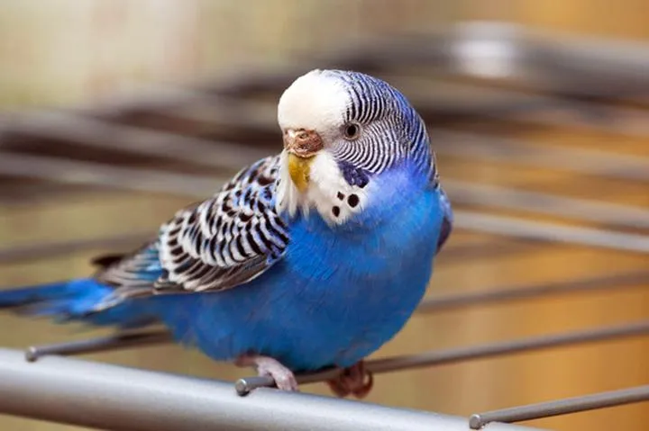 Jak oswoić papugi faliste i stworzyć z nimi wyjątkową więź