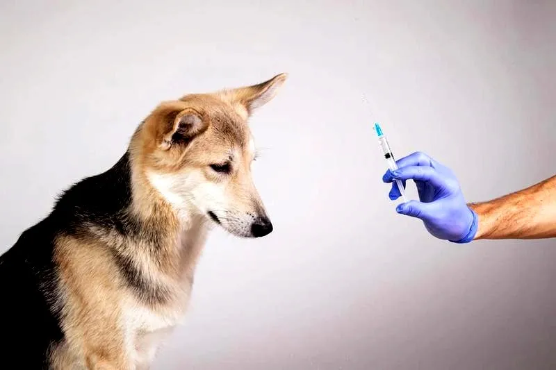 Jak rozpoznać cukrzycę u psa? Objawy, na które warto zwrócić uwagę