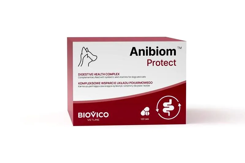 Jak skutecznie leczyć zapalenie płuc u kota – wybór odpowiedniego antybiotyku