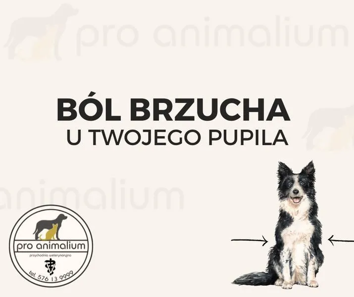 Jak skutecznie pomóc psu przy bólu brzucha? Sprawdzone metody i porady
