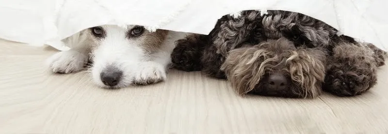 Jak skutecznie pomóc psu radzić sobie ze stresem?