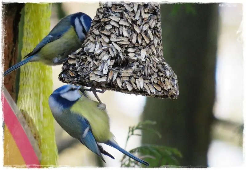 Jak skutecznie pomóc rannemu ptakowi w potrzebie?