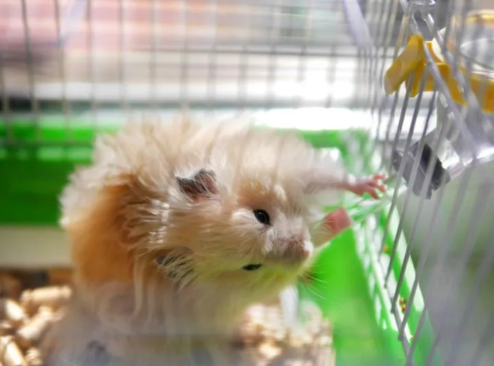 Jak skutecznie założyć poidełko dla chomika i zadbać o jego zdrowie