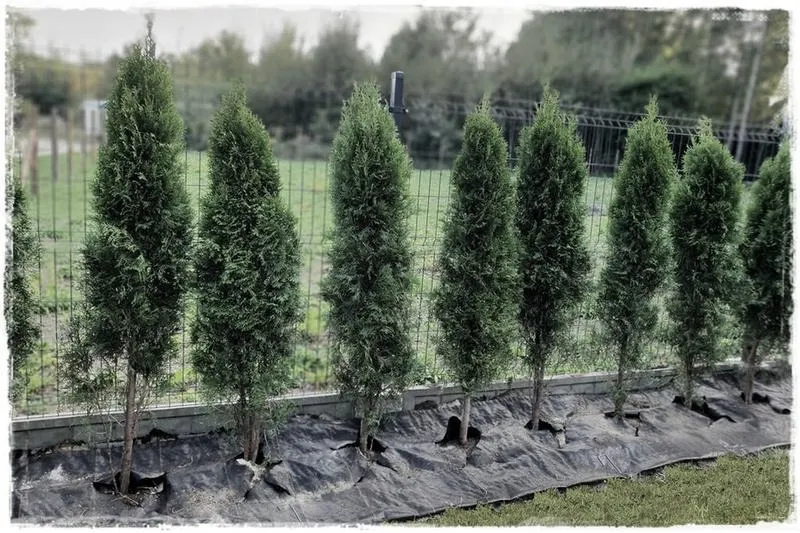 Jak zadbać o tuje, aby były bezpieczne przed psami?