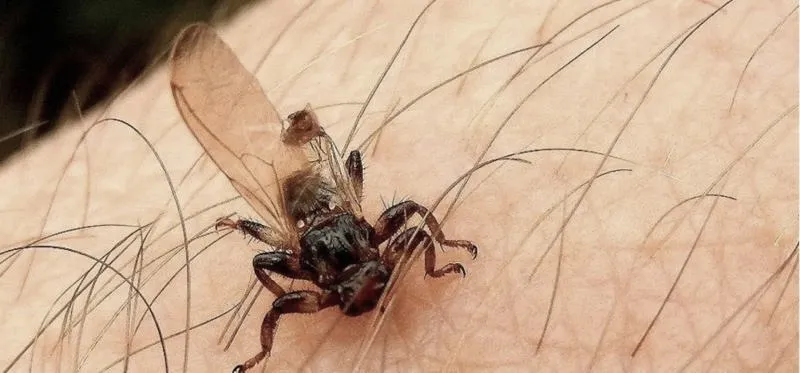 Jakie objawy mogą wystąpić u psa po ukąszeniu przez kleszcza?