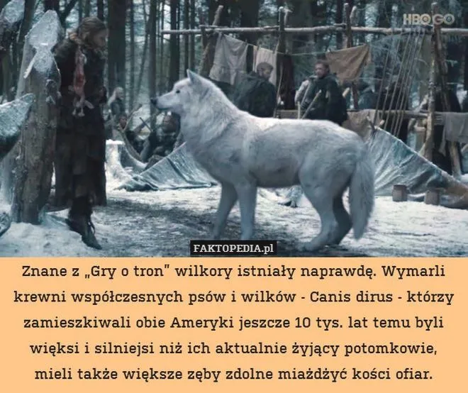 Jakie rasy kryją się za wilkorami z Gry o Tron?