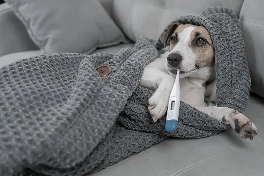 Jakie są oznaki prawidłowej temperatury u psa? Sprawdź to!