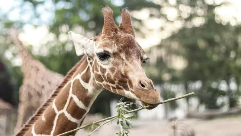 Jakie smakołyki serwują żyrafom w zoo?