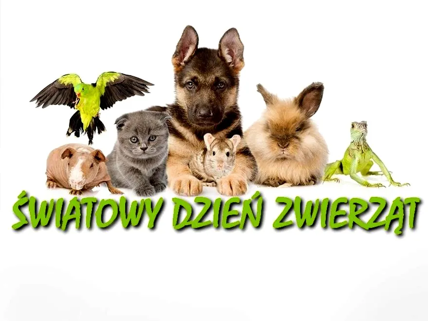 Kiedy obchodzimy dzień dobroci dla zwierząt? Czas na refleksję i działania