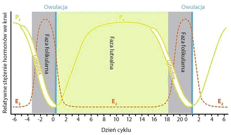 Kiedy pies jest płodny, czyli wszystko, co musisz wiedzieć o cyklu rujowym