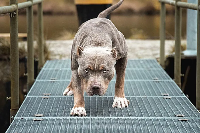 Kiedy pies może stanowić zagrożenie – czy istnieje ryzyko, że zabije człowieka?