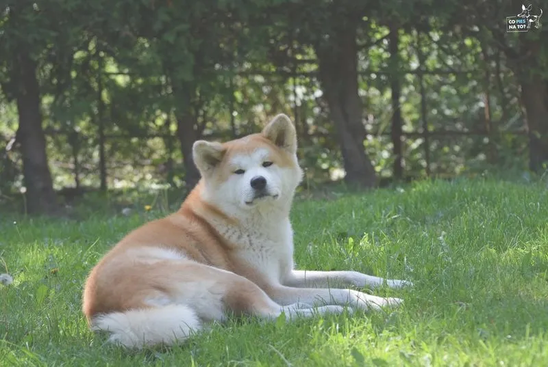 Kiedy pies zacznie załatwiać się na dworze? Oto kluczowe wskazówki!