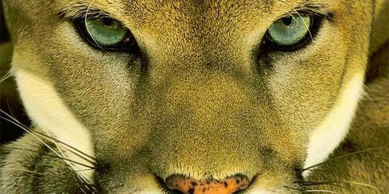 Kot jak puma – odkryj niezwykłe cechy tych dzikich piękności w domowym wydaniu