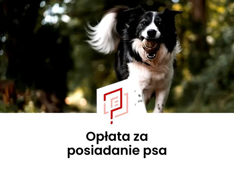 Kto jest zwolniony z podatku od psa? Sprawdź, czy należysz do tej grupy!