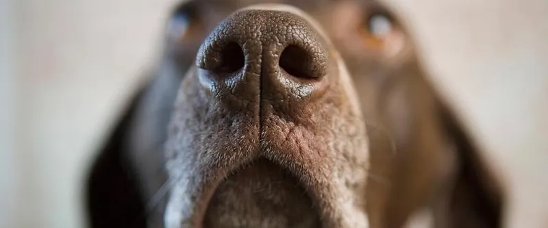 Mokry nos psa – co to oznacza i dlaczego jest taki ważny?