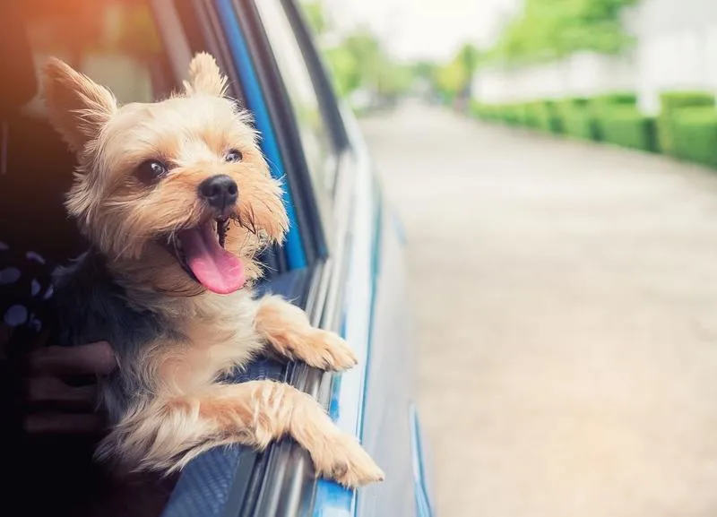 Niezwykłe przygody psa, który podróżował kolejową trasą