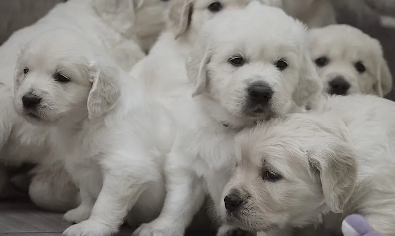 O co warto zapytać hodowcę psów przed podjęciem decyzji o adopcji?
