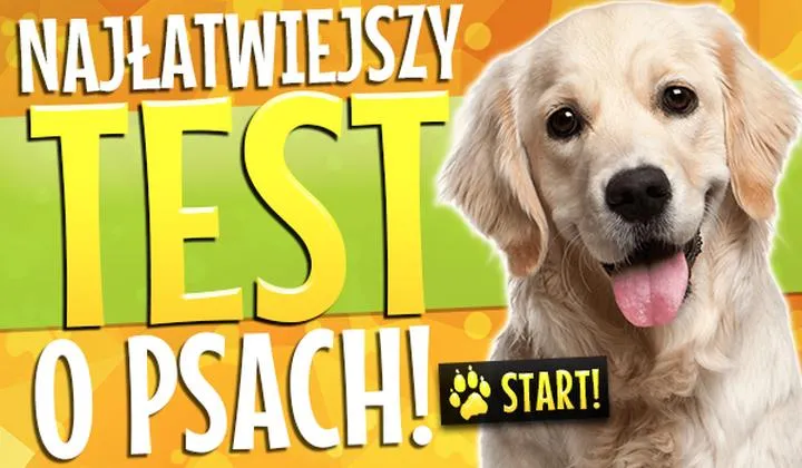 Odkryj, jakim psem mógłbyś być – zrób nasz quiz!