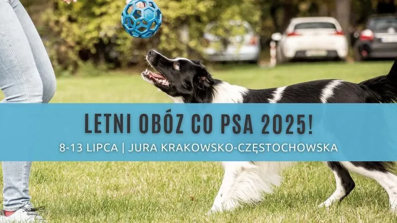 Odkryj tajemnice: jak porozumiewają się psy w codziennym życiu